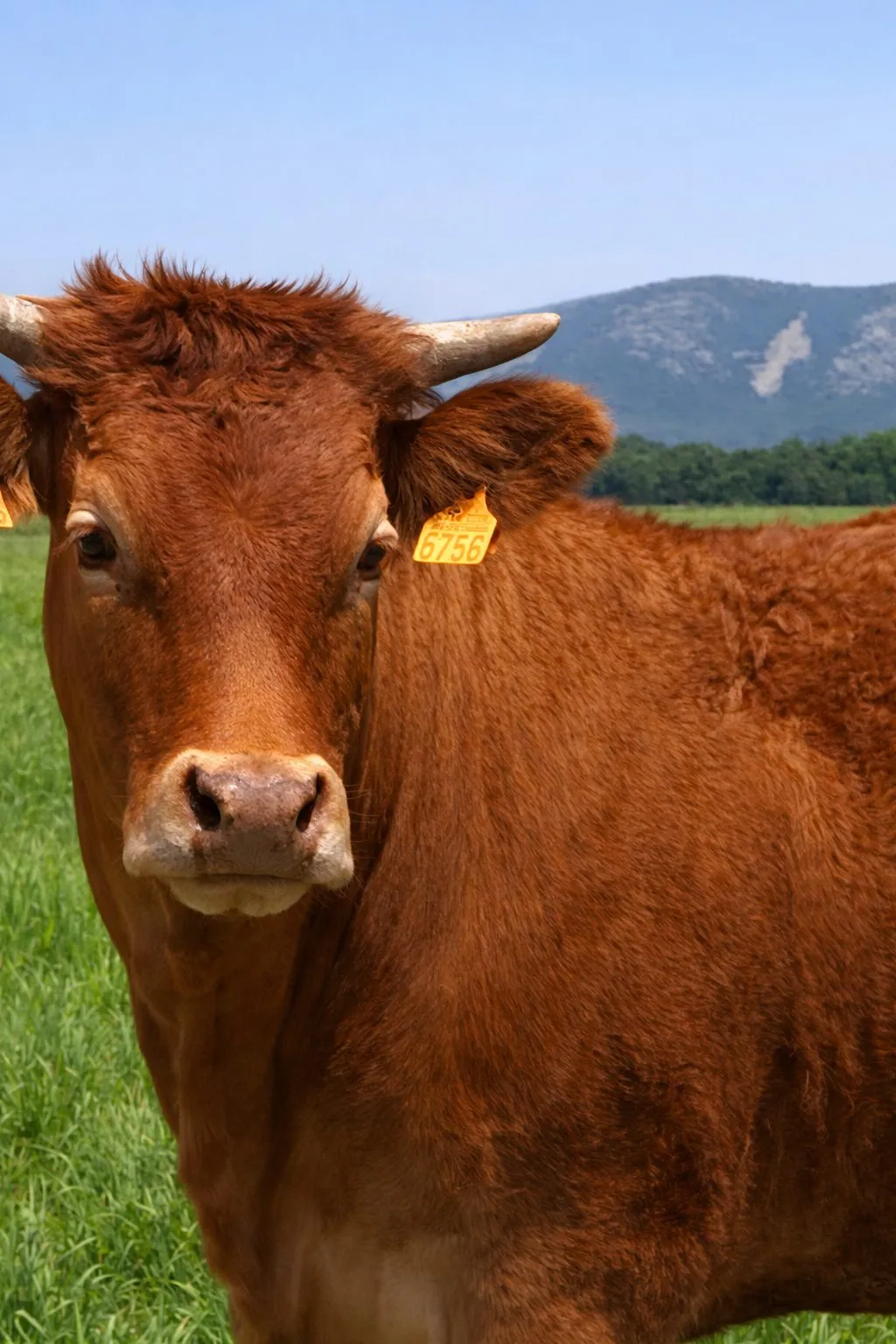Selección Camino Gálvez