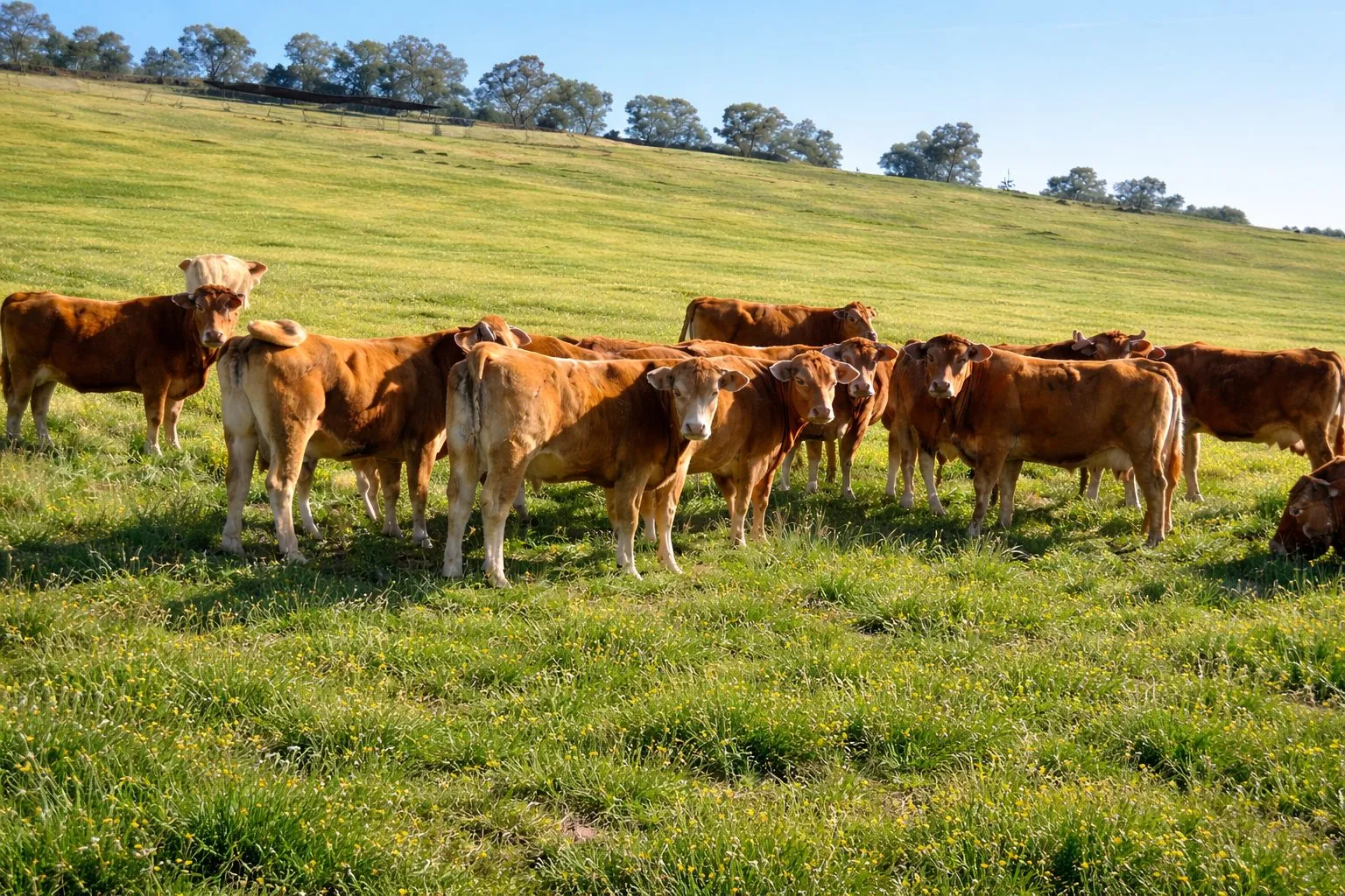 Selección Las Morras